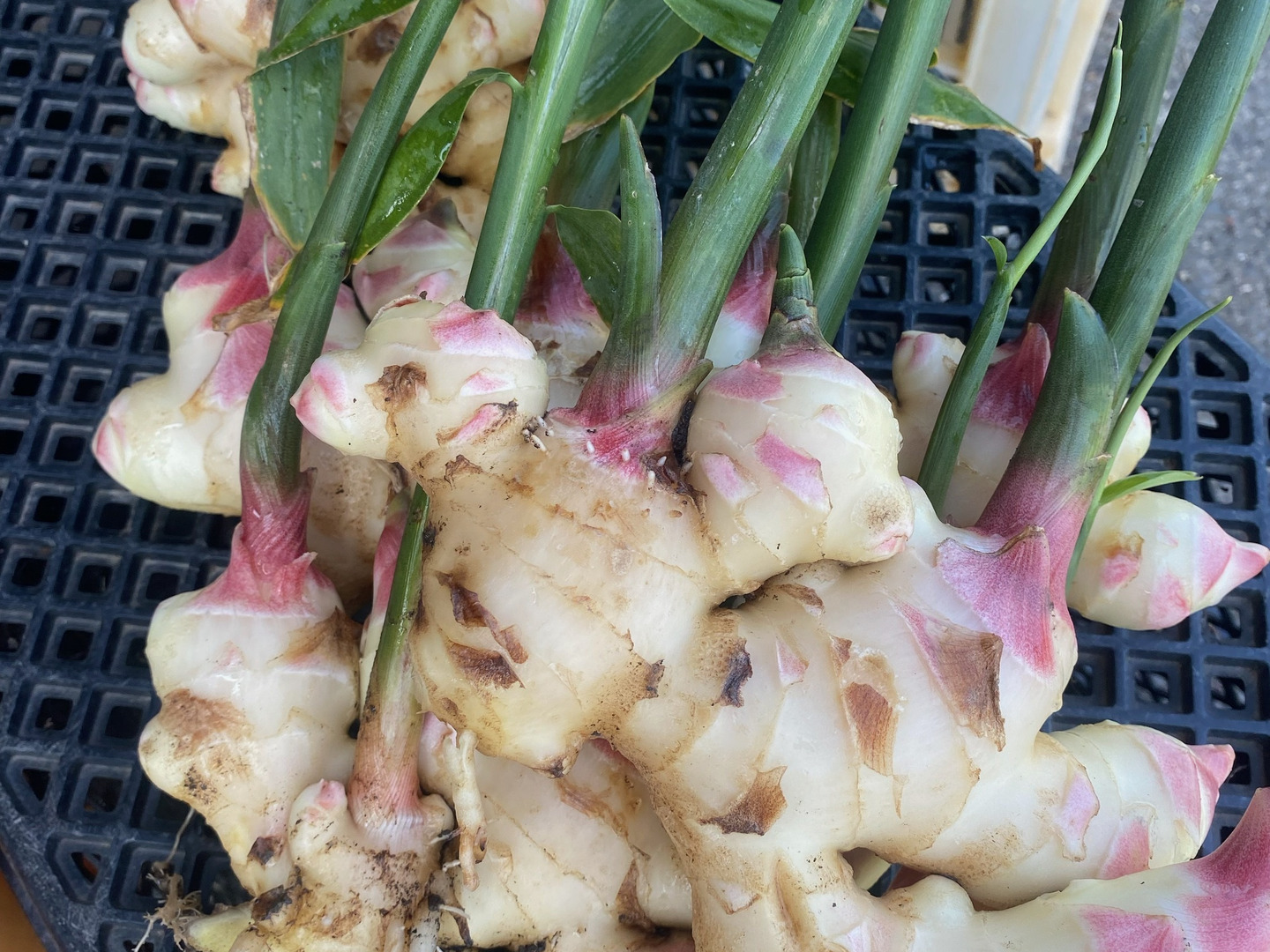 スーパーでは手に入らない新しょうが（農薬化学肥料不使用）1kg