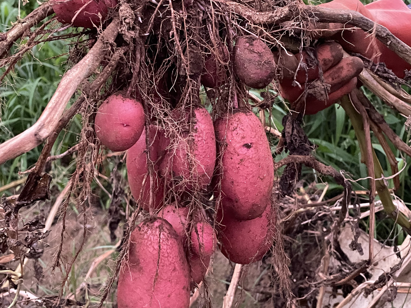 じゃがいも☆23キロ　レッドムーン（芽が出始めました）種芋、種用に じゃがいも☆23キロ レッドムーン（芽が出始めました）種芋、種用に