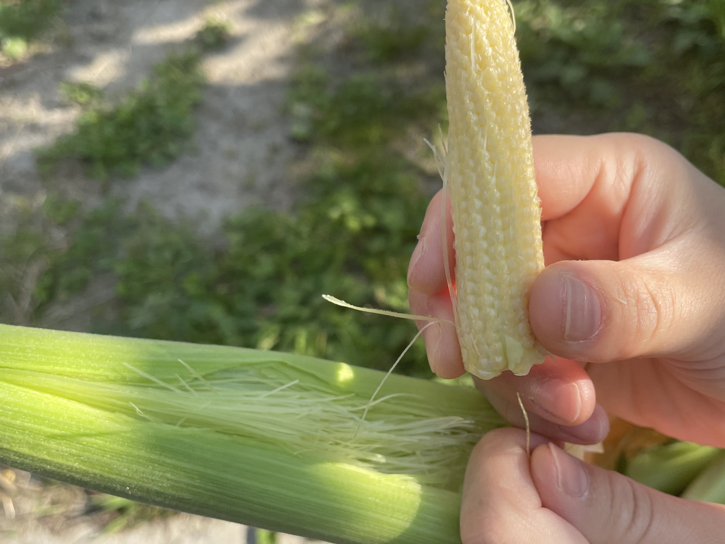 早朝採り！当日発送！皮付き髭付き新鮮ベビーコーン🌽 40本