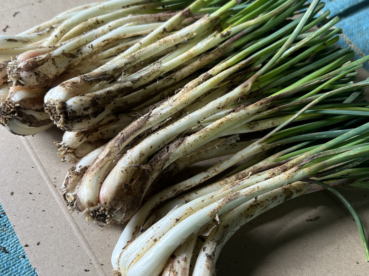 伊江島産　島らっきょう5キロ お試し価格【メール便配送300g】沖縄 伊江島特産 島らっきょう 300g