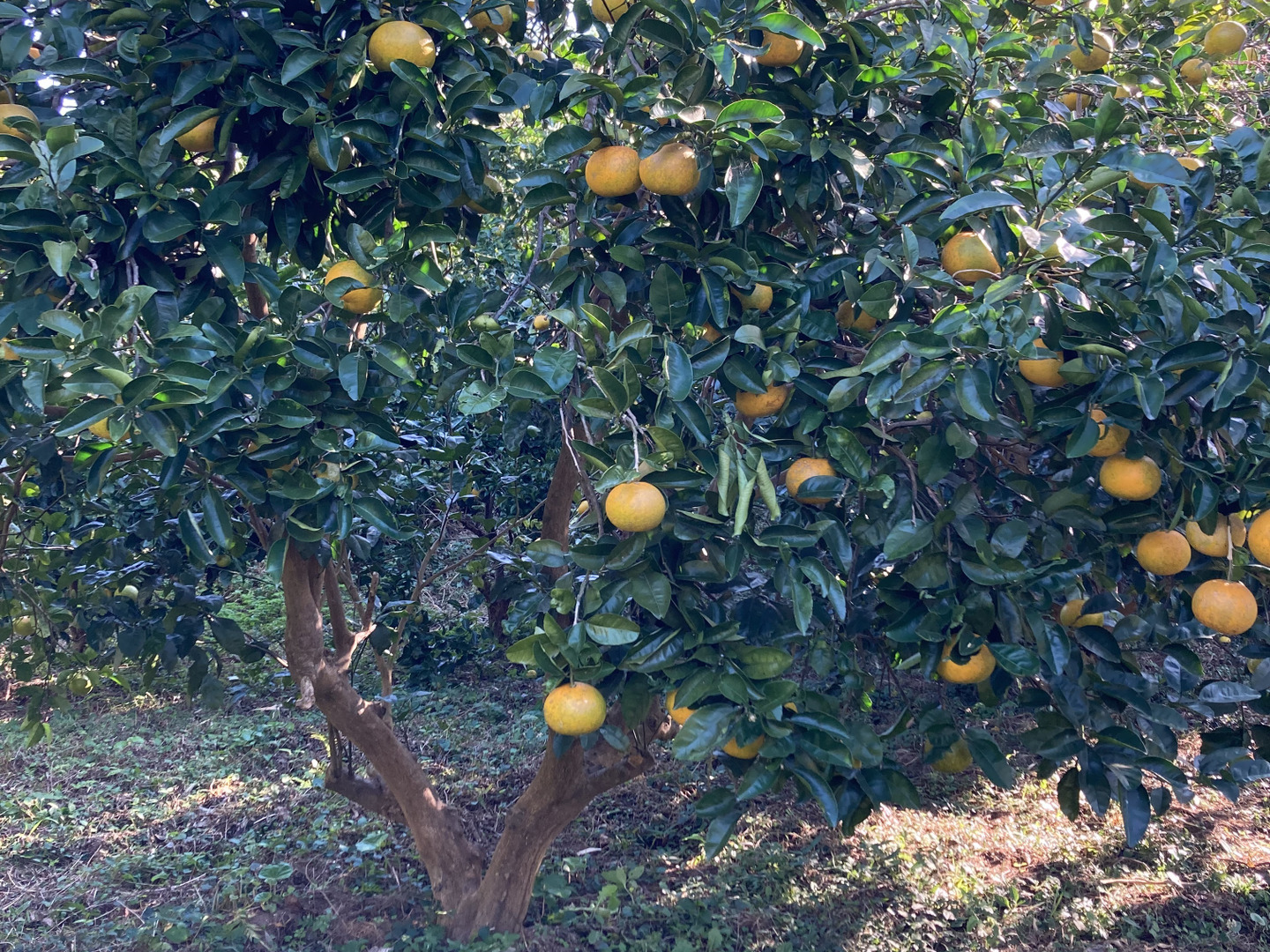 八朔合馬 imgrc0096778879.jpg