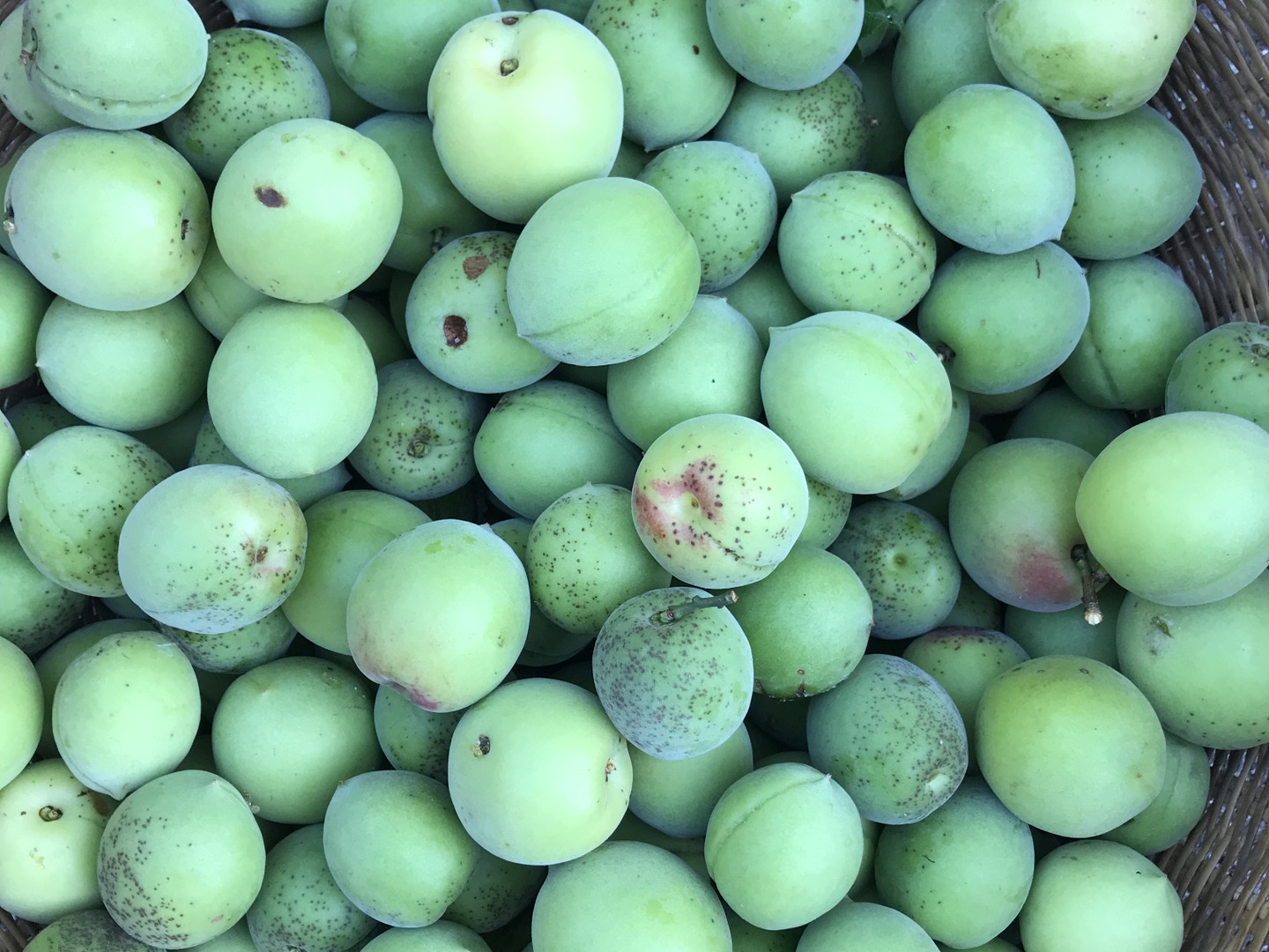 梅 1kg 自然栽培 完熟間近！：長野県産の果物｜食べチョク｜産地直送