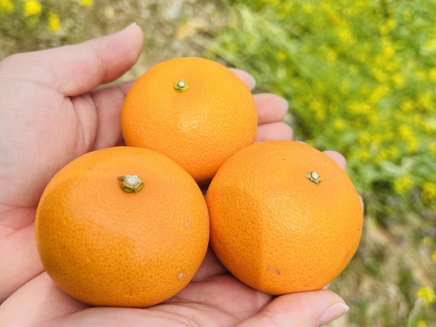 高級柑橘・柑橘の大トロ❗️】愛媛県産せとか 3kg ご家庭用
