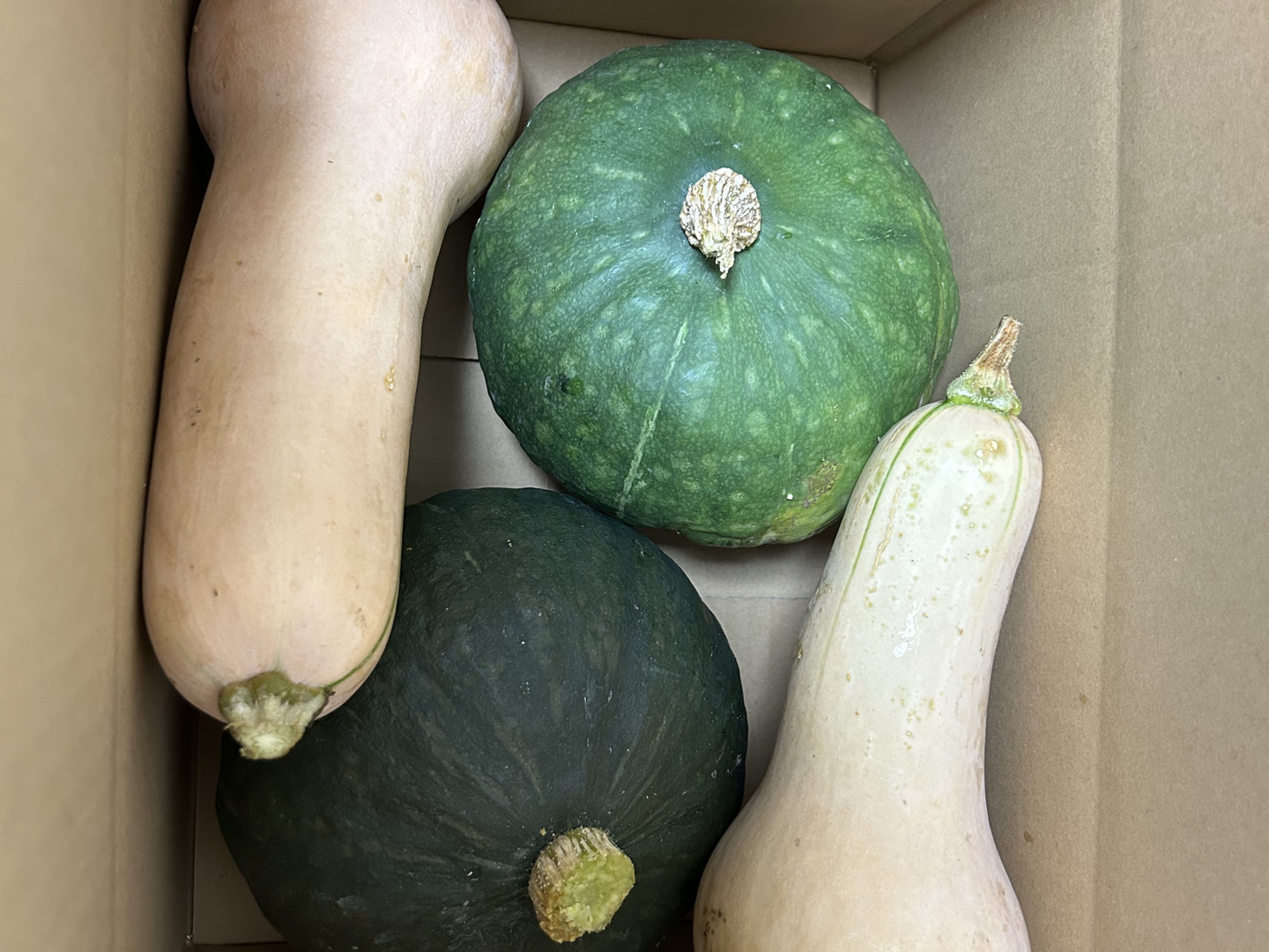 カボチャ　かぼちゃ　19kg まとめ売り かぼちゃ 九重栗かぼちゃ 苗 販売 苗木部 By 花ひろばオンライン