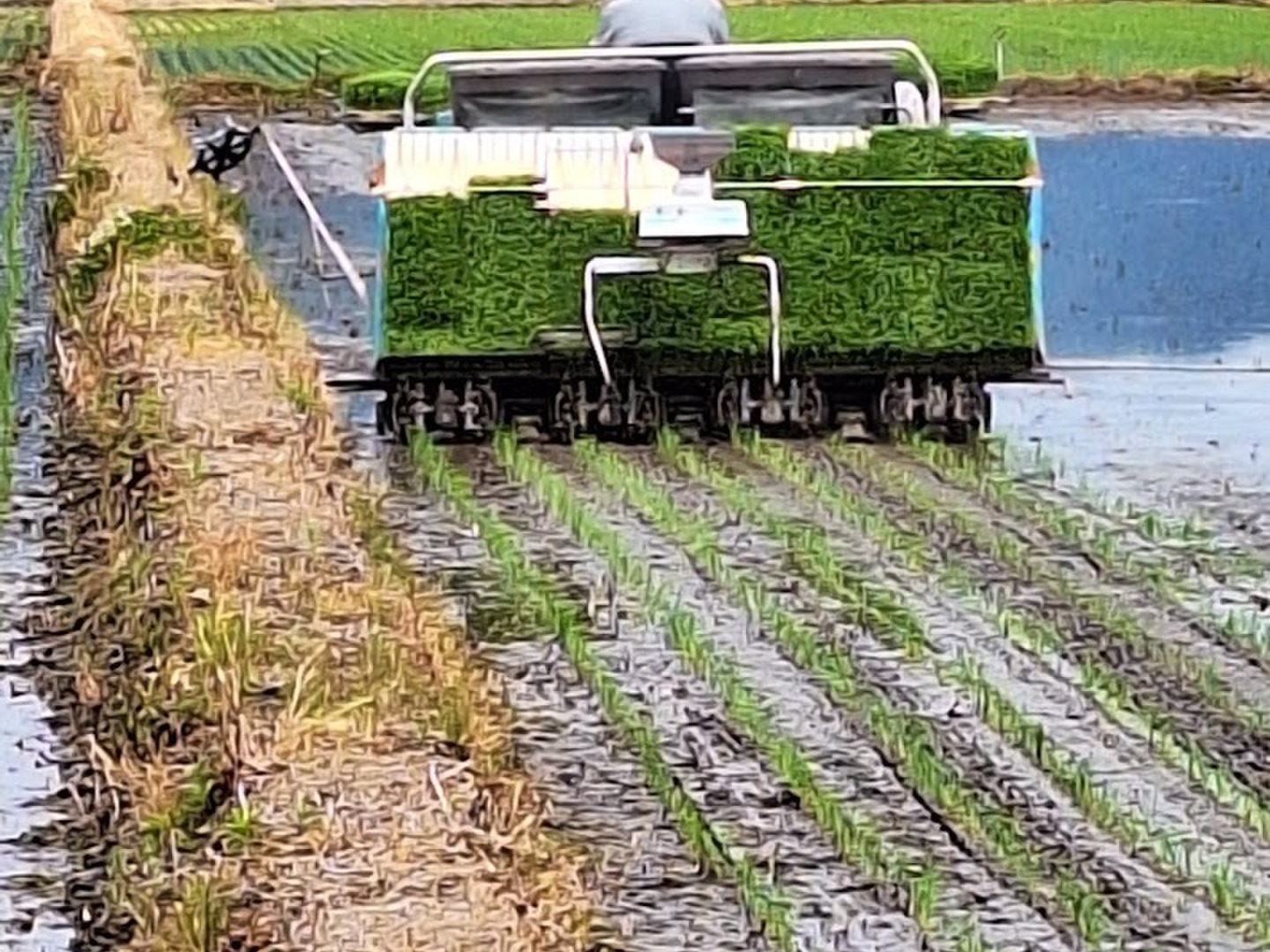 新米】令和5年産・特栽米つや姫(10kg)：山形県産のお米｜食べ