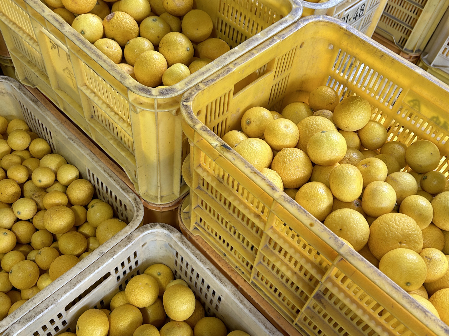 母の日ギフト】黄金柑 【2キロ箱込み】訳あり黄金柑 食べる