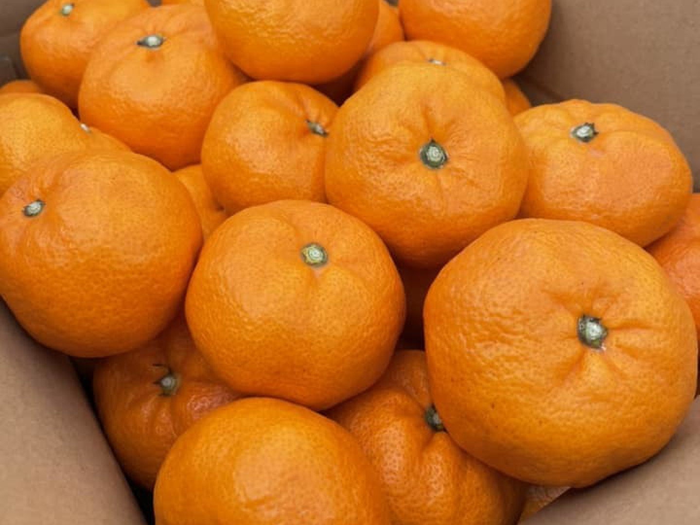 清水のみかん（青島温州みかん）優秀品(贈答用にも) 5㎏ S～3L