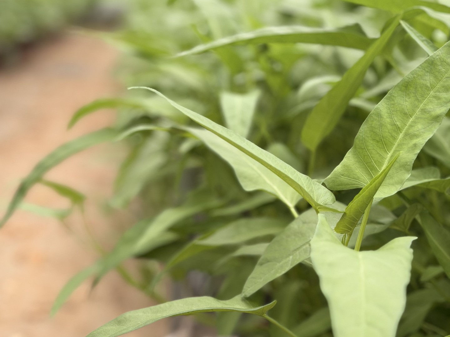 水耕栽培】夏限定！シャキシャキ空心菜（エンサイ）500g：茨城県産の