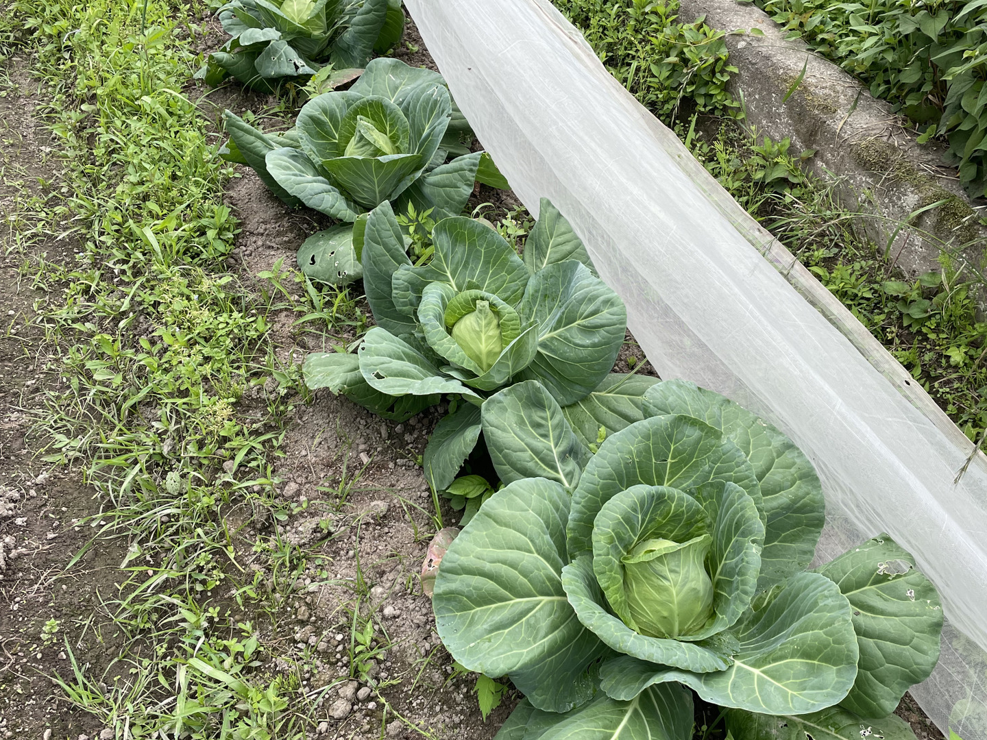 お歳暮 時期 兵庫県丹波産‼️たけのこキャベツとニンニクのセット‼️：兵庫県 野菜