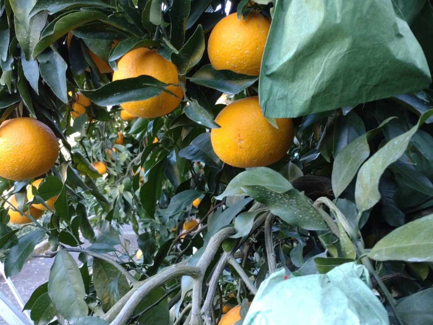 完熟ジューシー! 】袋掛け清見オレンジ☆ 5kg：佐賀県産のみかん