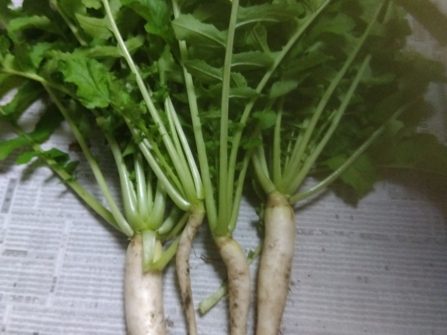 【GINGER掲載商品】 自然栽培】大根間引き菜1kg：愛知県産の品種おまかせ｜食べ 野菜
