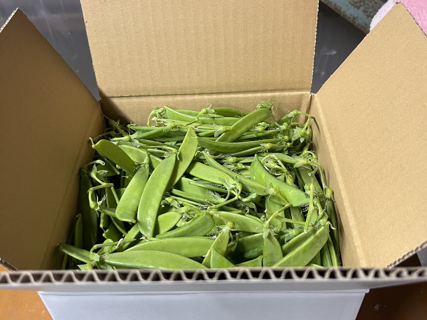 たぬき 希少 和歌山県産【絹さや】（秀品）1キロ：和歌山県産の絹さや｜食べ 野菜