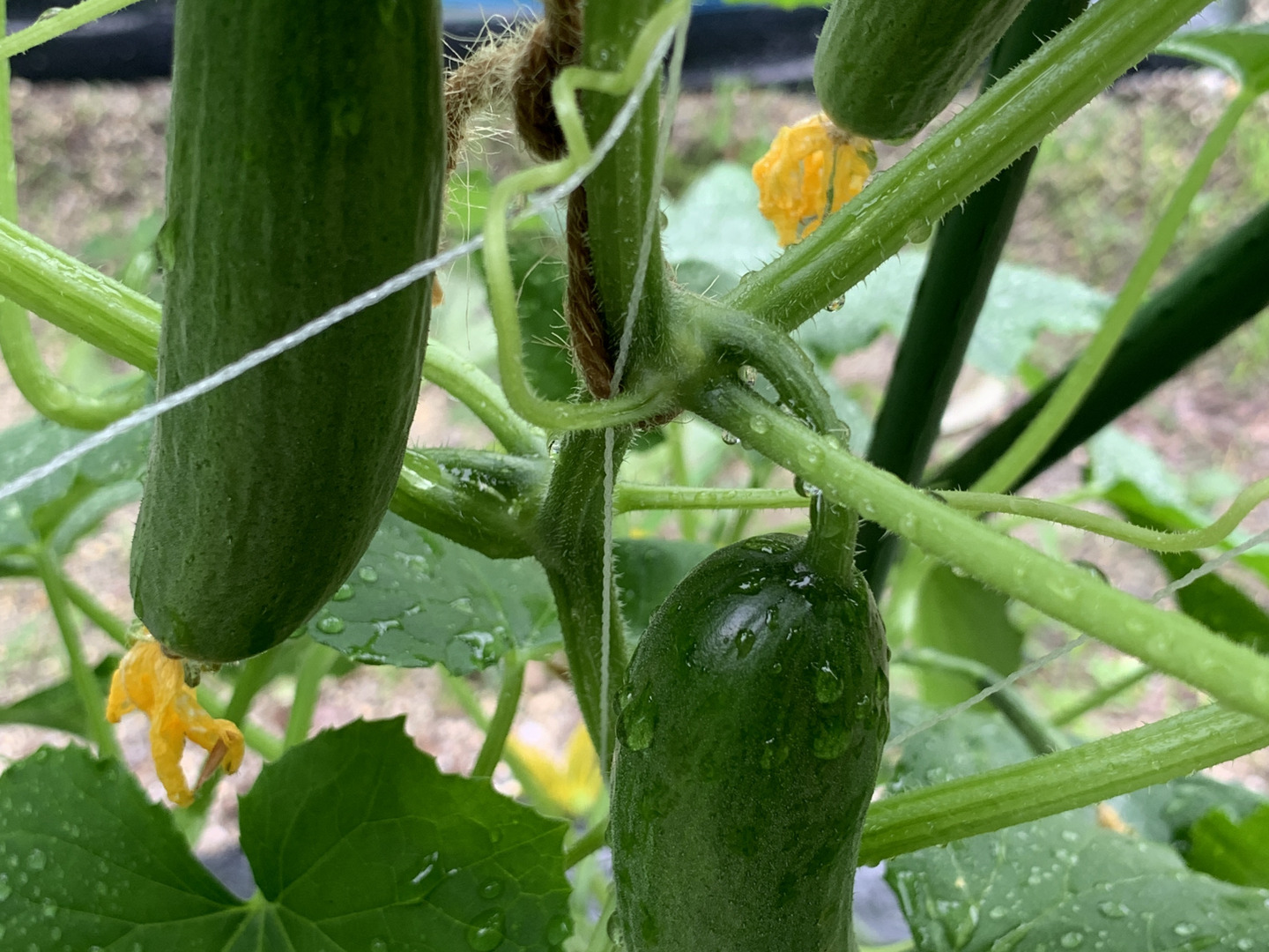 ベリーさん”の【ミニQ】パリッと食感のミニきゅうり 約1kg：愛知県産の