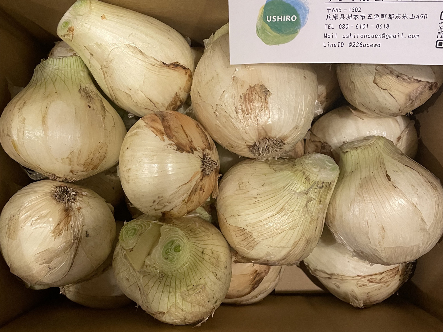 24時間限定タイムセール 家庭用】元気いっぱいの淡路島 新玉ねぎ！（5kg）【ひょうご 野菜