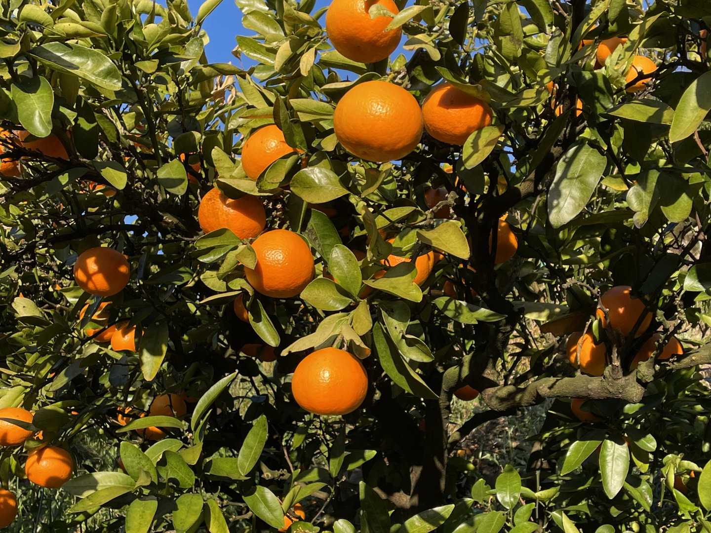 伊予柑 10キログラム：愛媛県産のみかん・柑橘類｜食べチョク