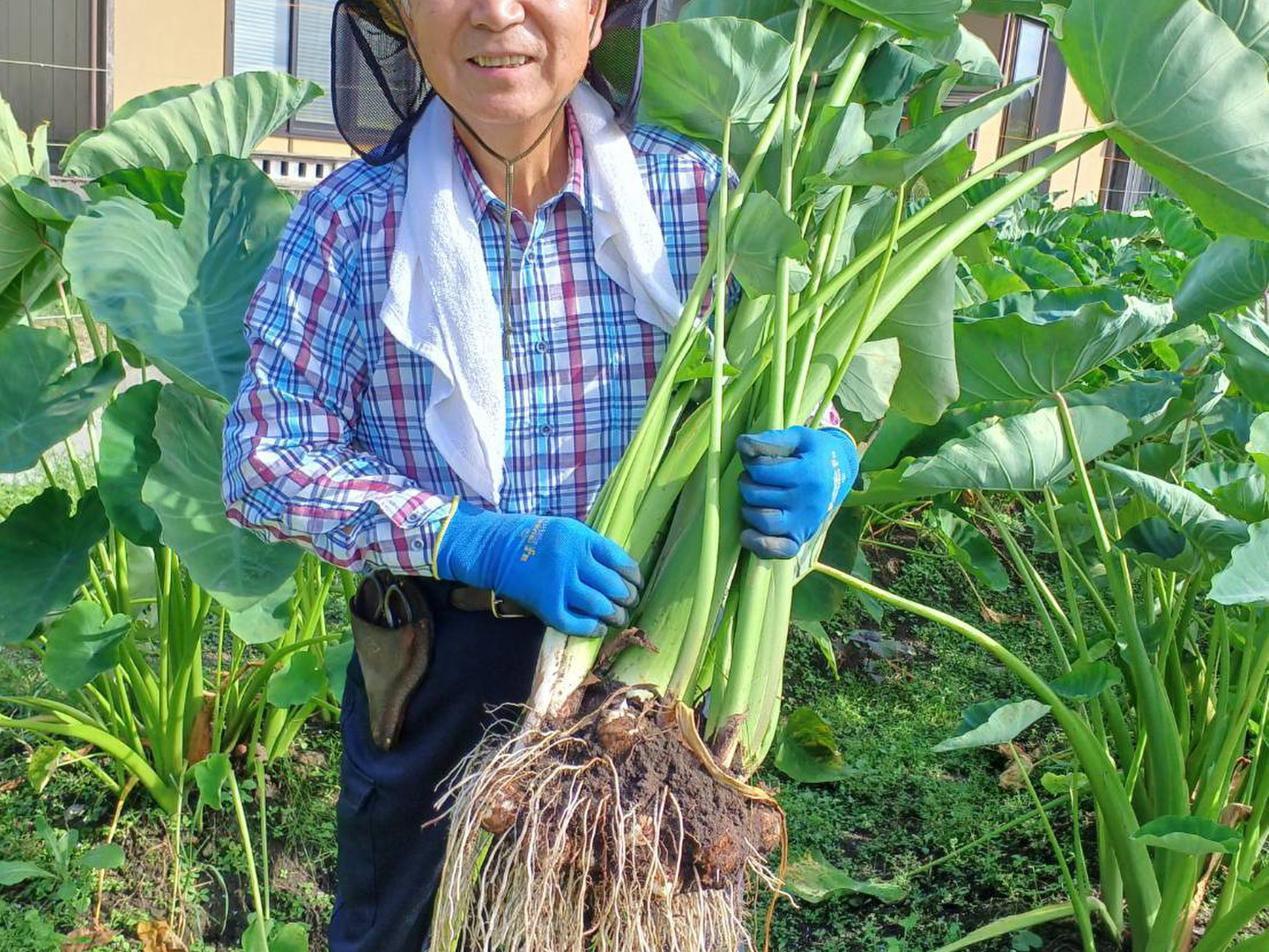 農薬不使用】女早生 里芋 土付き 施せ 種イモ