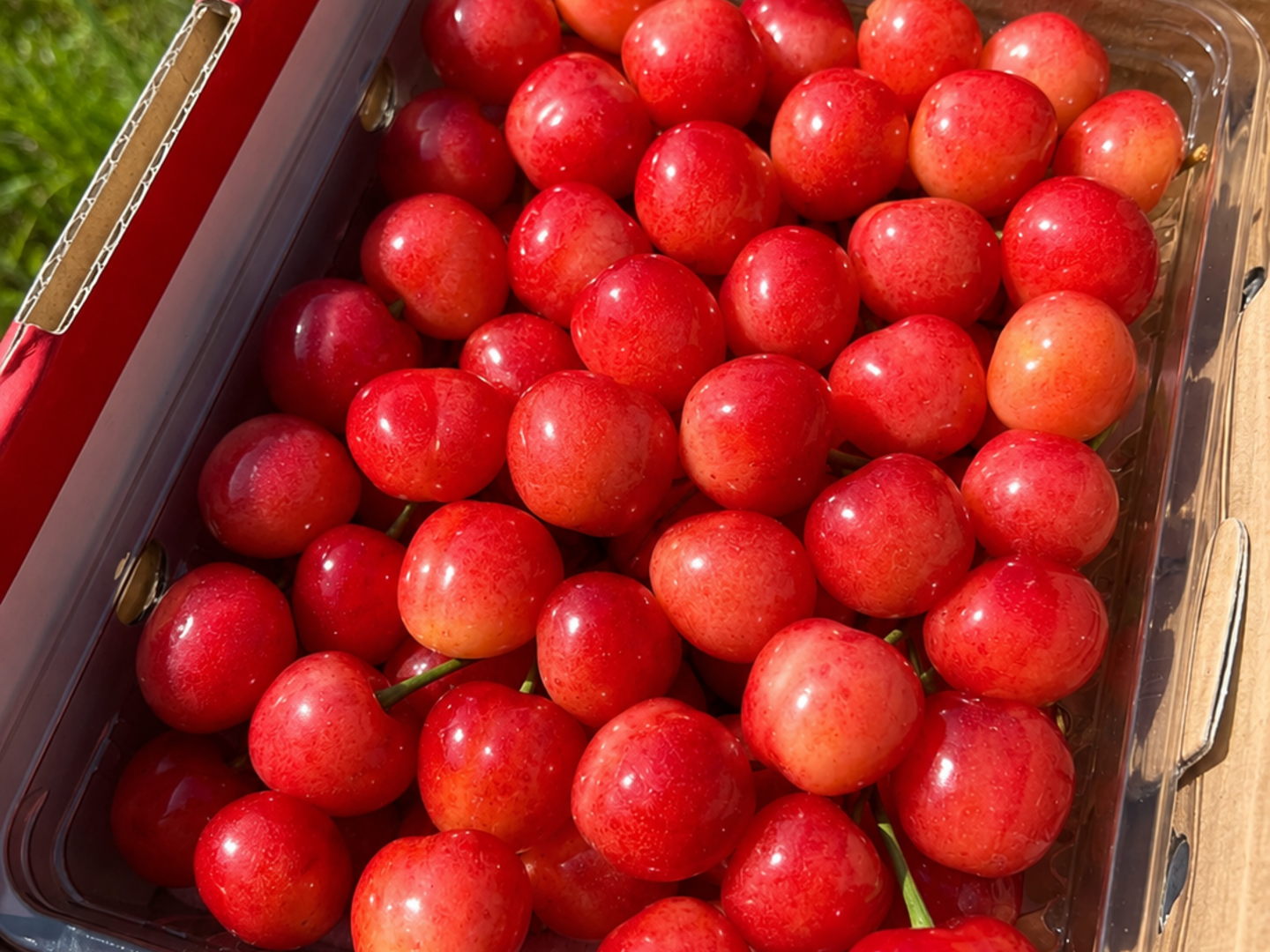 🍒スーパーBIGセール🍒【朝どれ】《紅秀峰》さくらんぼ 山形県東根産