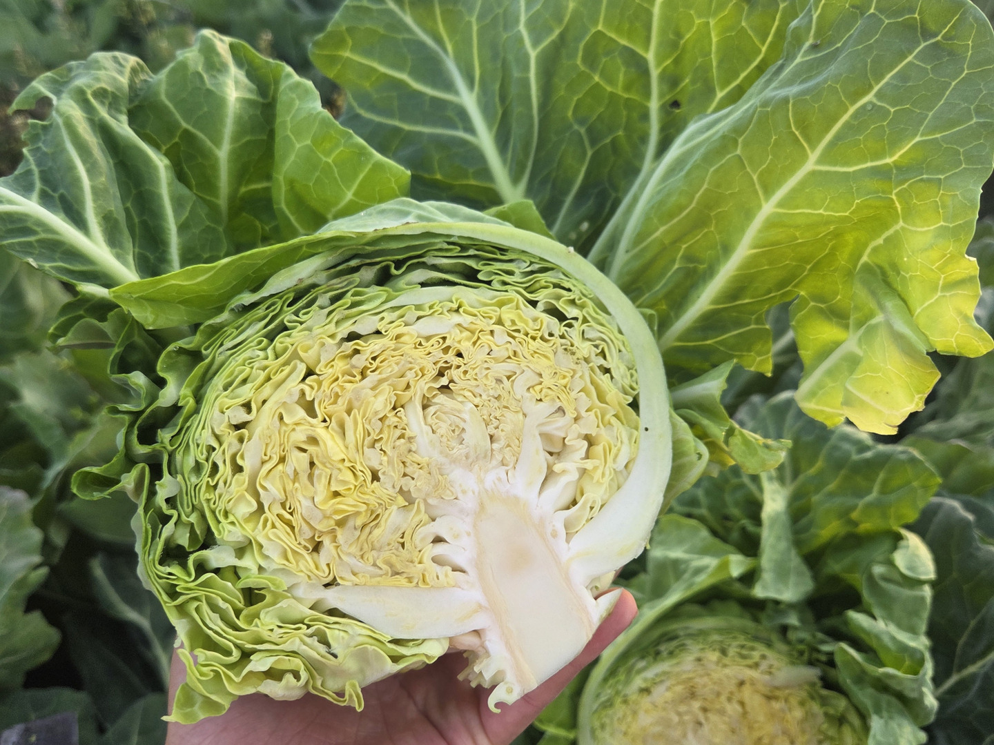 セール！自然栽培春キャベツ 1玉～2玉：青森県産の野菜｜食べチョク