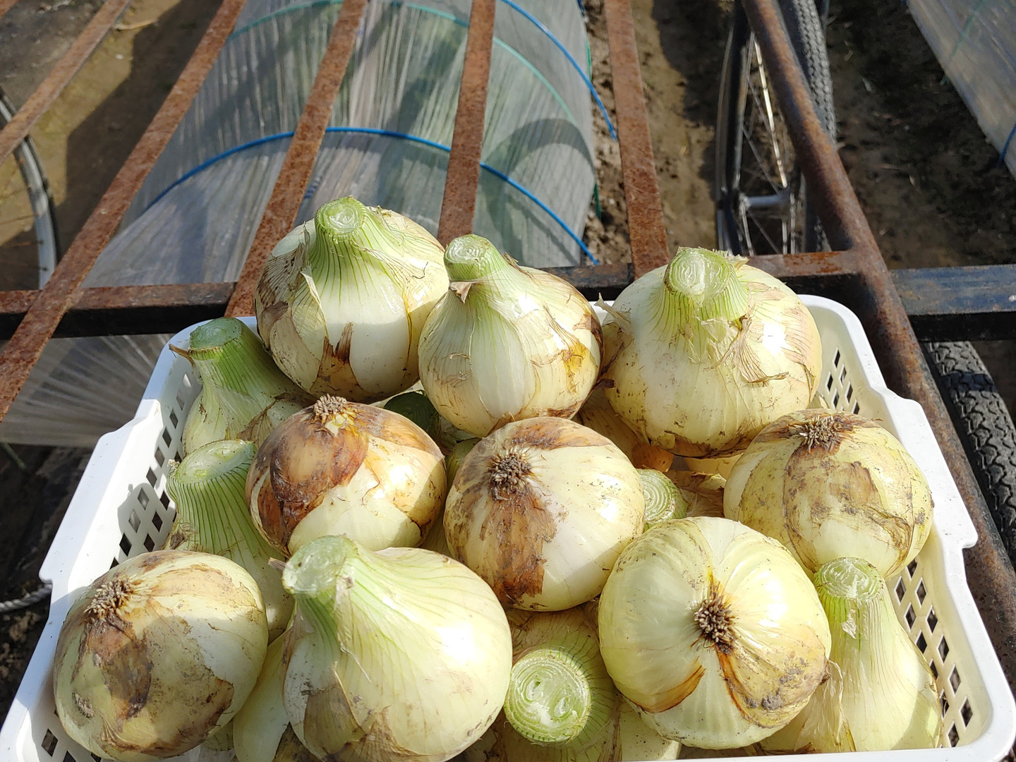 たまねぎ　5個 激レア!!自然栽培&固定種/淡路島新玉ねぎ(5㎏弱)：兵庫県産の