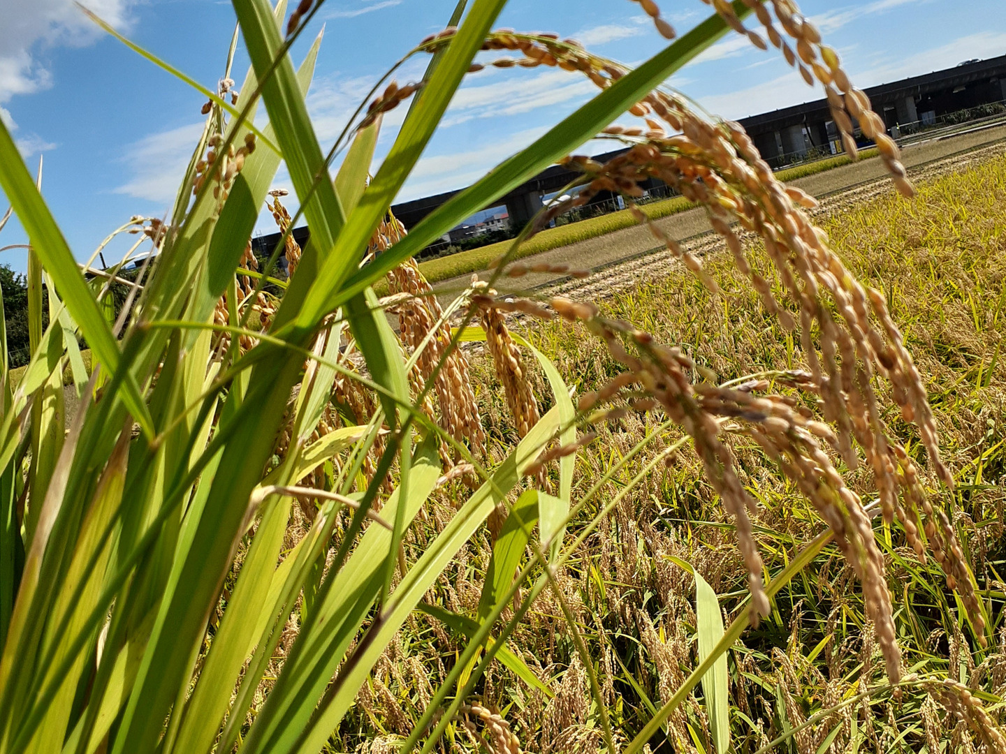 楽天市場】令和6年産 新米 コシヒカリ 10kg 兵庫県但馬産 お米