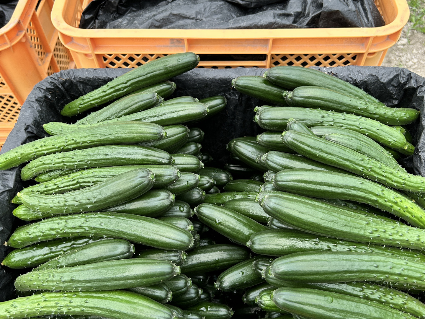 朝採り　きゅうり　秀品　5キロ 朝採れ新鮮：A級品『きゅうり』5㎏：秋田県産の野菜｜食べ