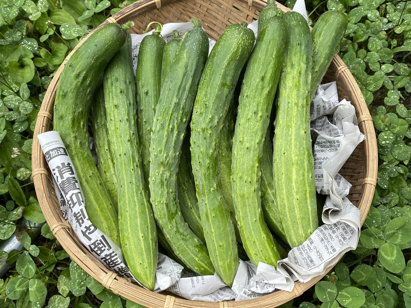 売れ筋新商品 76ea98562c39e5b0037f7a5cd449b0 野菜