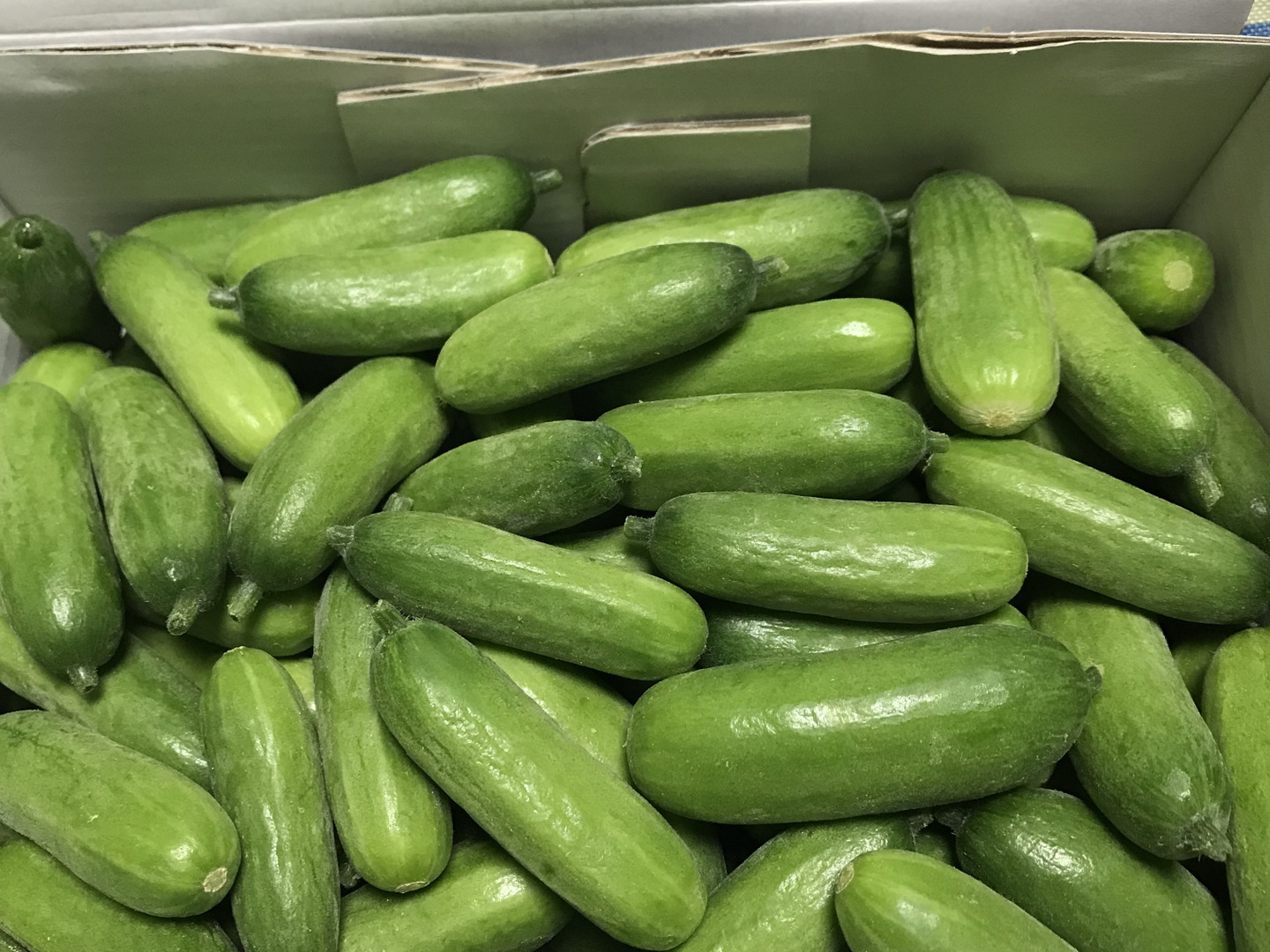 公式の  初出店特別価格！】珍しいミニきゅうり！3kg【FGAP取得済み 野菜