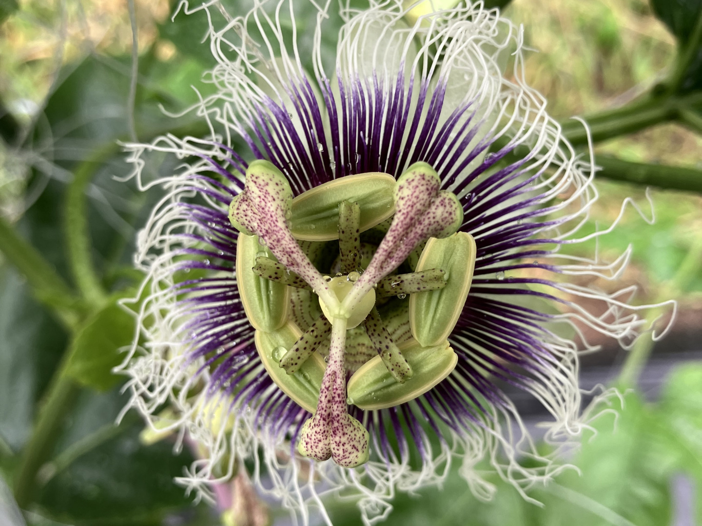 パッションフルーツ8キロ パッションフルーツ】8月の様子 収穫と試食 24/8/17 - YouTube