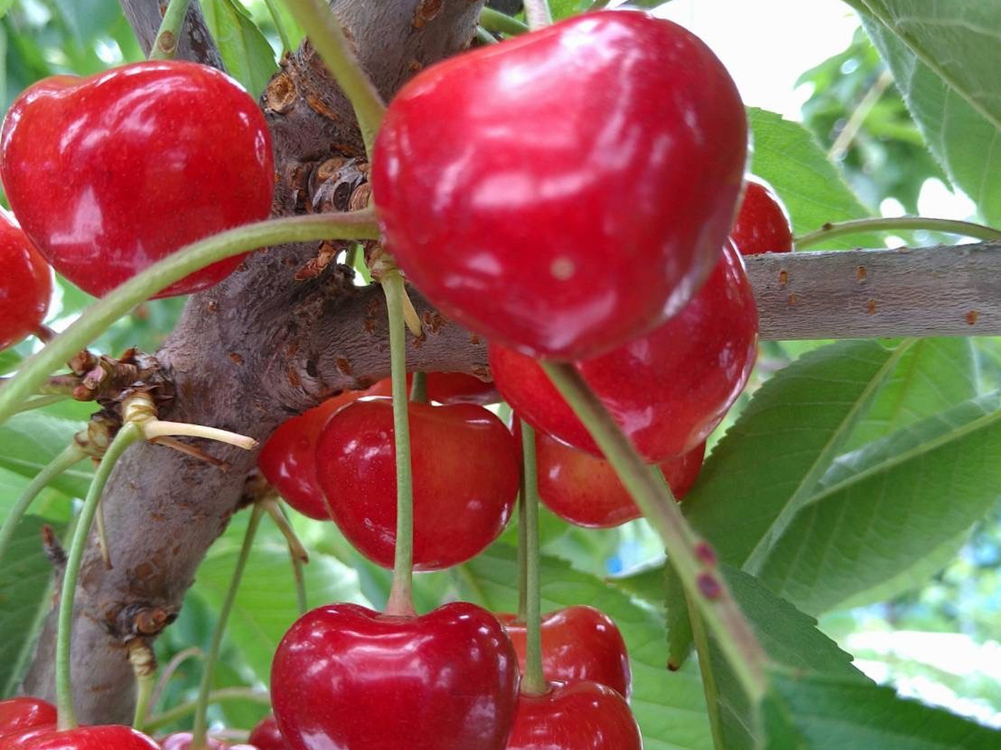 限定】シバザクラ ピンク 苗 芝桜 多年草 多肉植物 ちいさな
