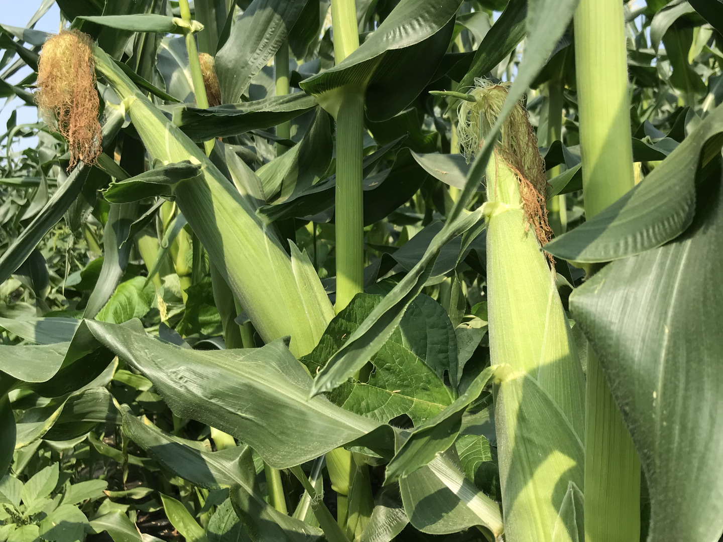 北海道産🌽農薬化学肥料除草剤不使用🌽【朝どれ】当日発送🚚甘い