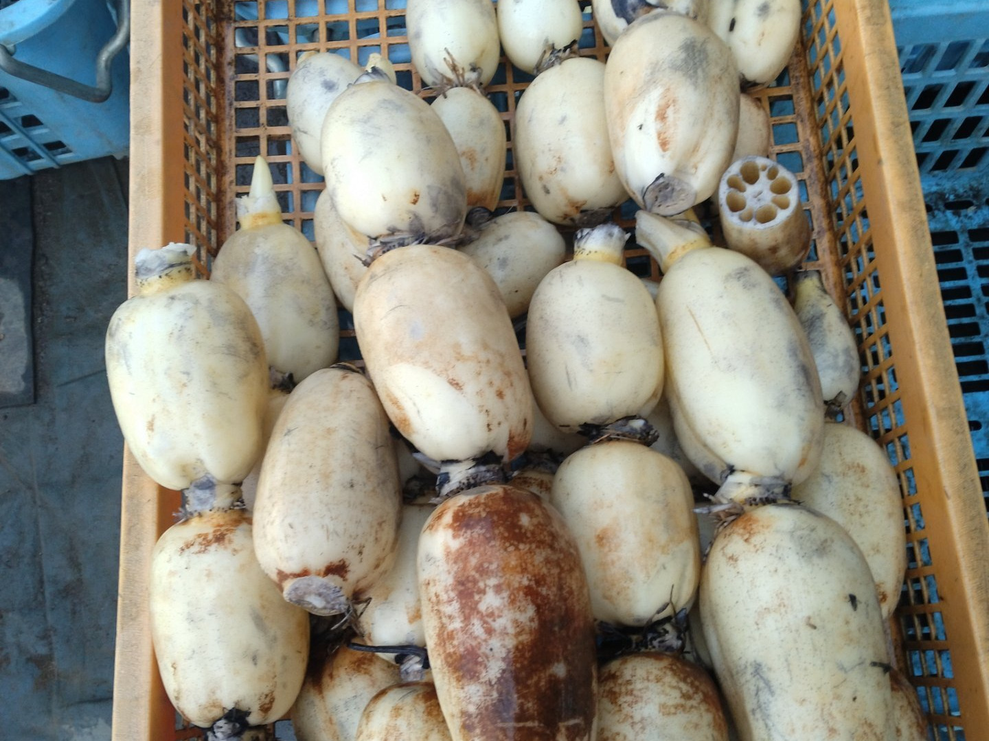 夏 れんこん 2キロ ♯蓮根 ♯レンコン：茨城県産のれんこん｜食べ