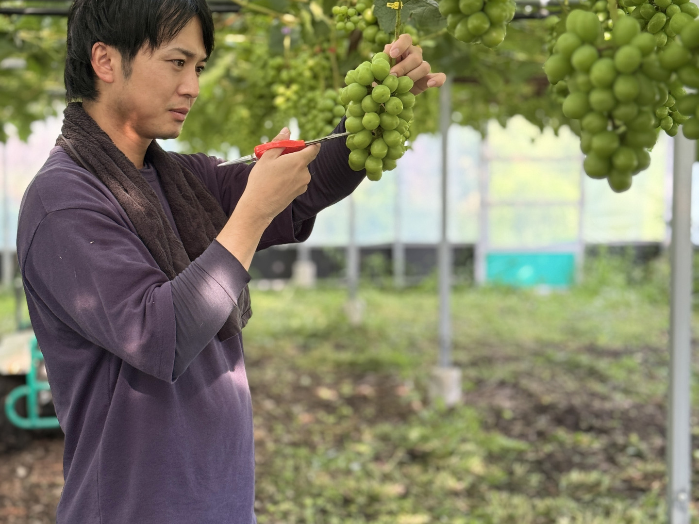 華-HANA-】シャインマスカット 2房 約1.0kg｜上品な甘みを楽しむ人気