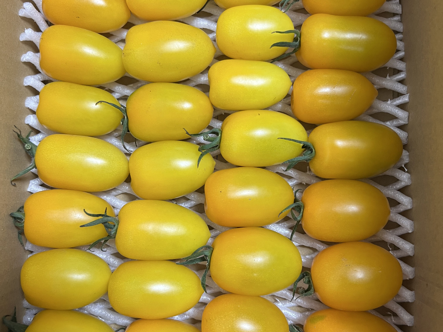黄色のミニトマト  アイコ ミニトマト 完熟 黄色 1000g：兵庫県産のアイコ｜食べチョク