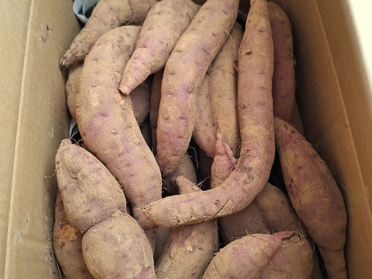 ももちん大前さん規格外さつまいも 送料込み おまけ付き 訳あり 新物】土付き べにはるか さつまいも 規格外：茨城県産のべに