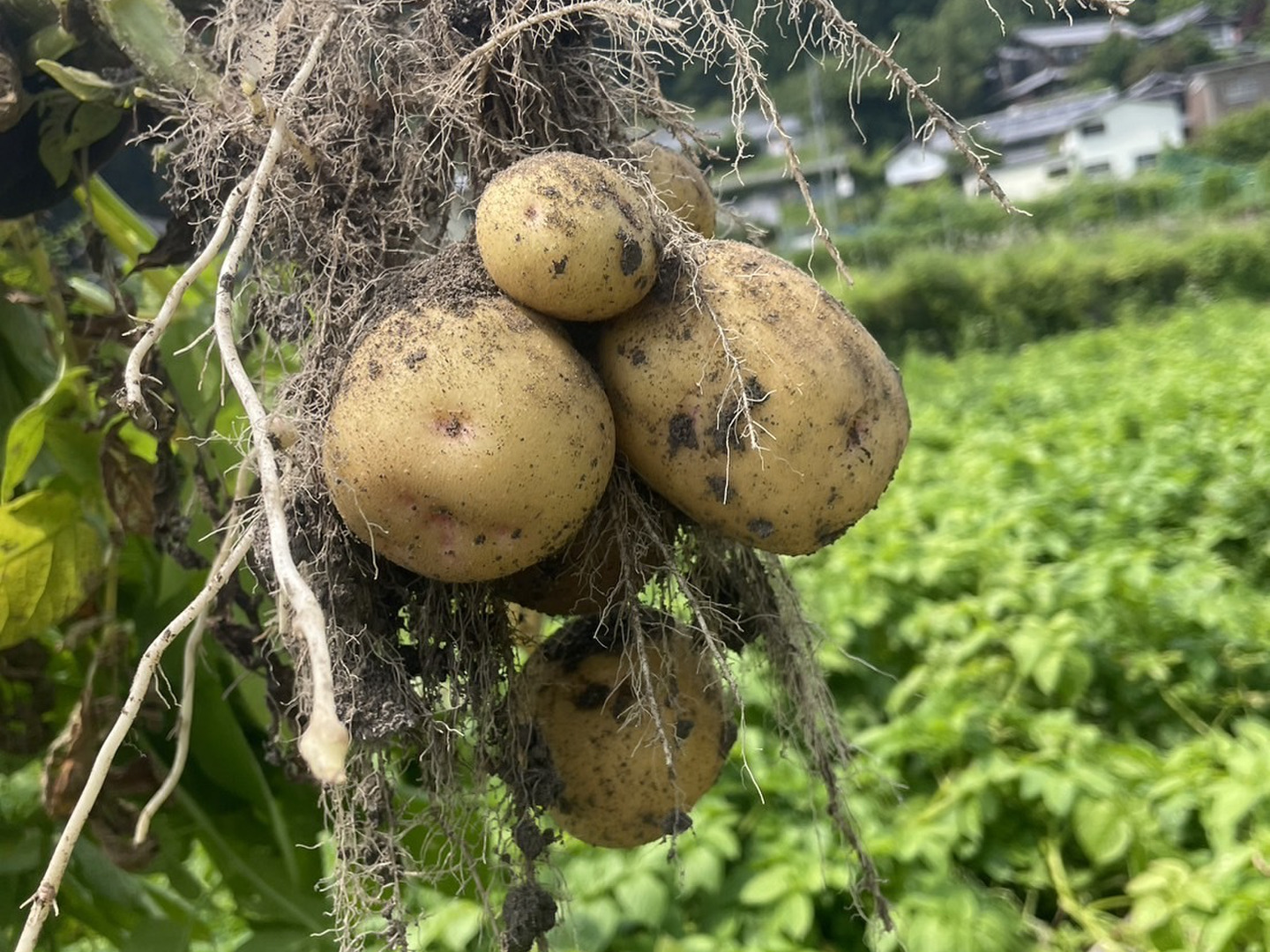 新じゃが キタアカリ5kg：奈良県産のキタアカリ｜食べチョク