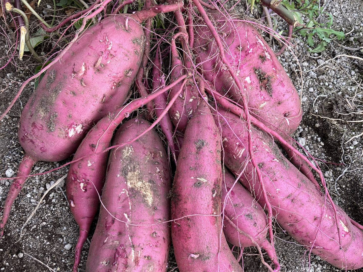 初売りセール 期間限定3kg増量！【北海道産】農薬化学肥料不使用！紅はるか その他
