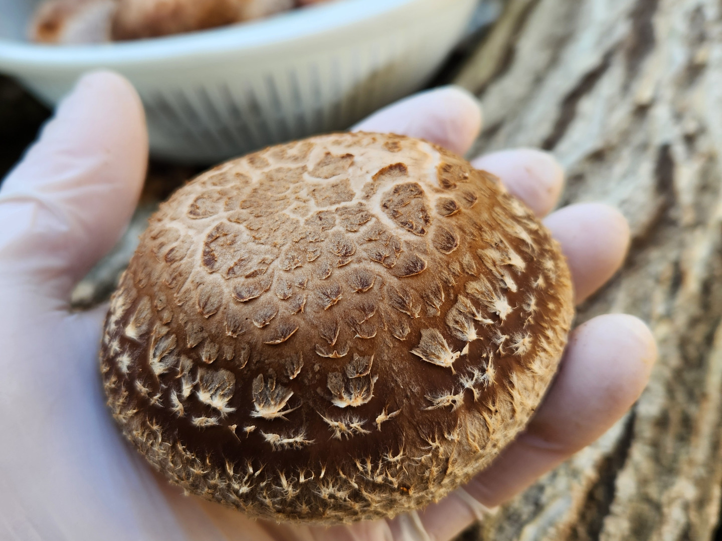 【１着でも送料無料】 ☆原木栽培 しいたけ 500グラム：香川県産のシイタケ｜食べ 椎茸 野菜