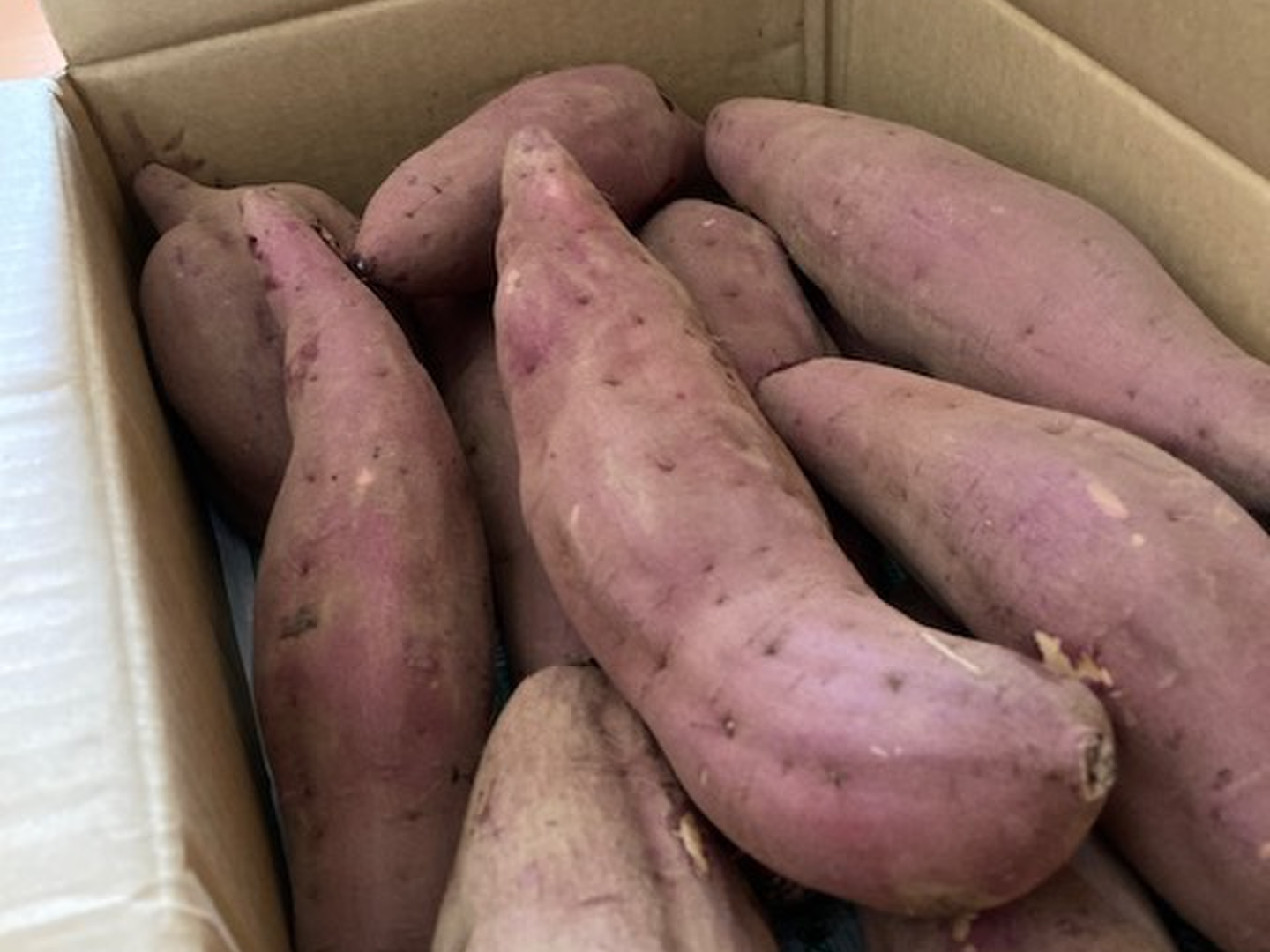 【名入れ無料】 完売間近‼️昔ながらのホクホク食感！栗のような甘さ 野菜