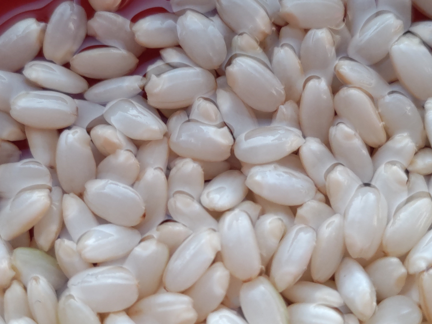 ぱかちぃです。25K玄米 22Pこうばしい香り玄米茶三角ティーバッグ | お茶とコーヒーの