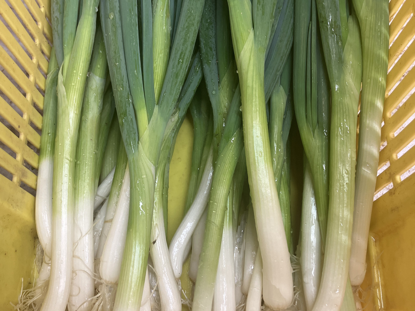立派‼︎ 九条ネギ 1kg：愛知県産の野菜｜食べチョク｜産地直送(産直)お