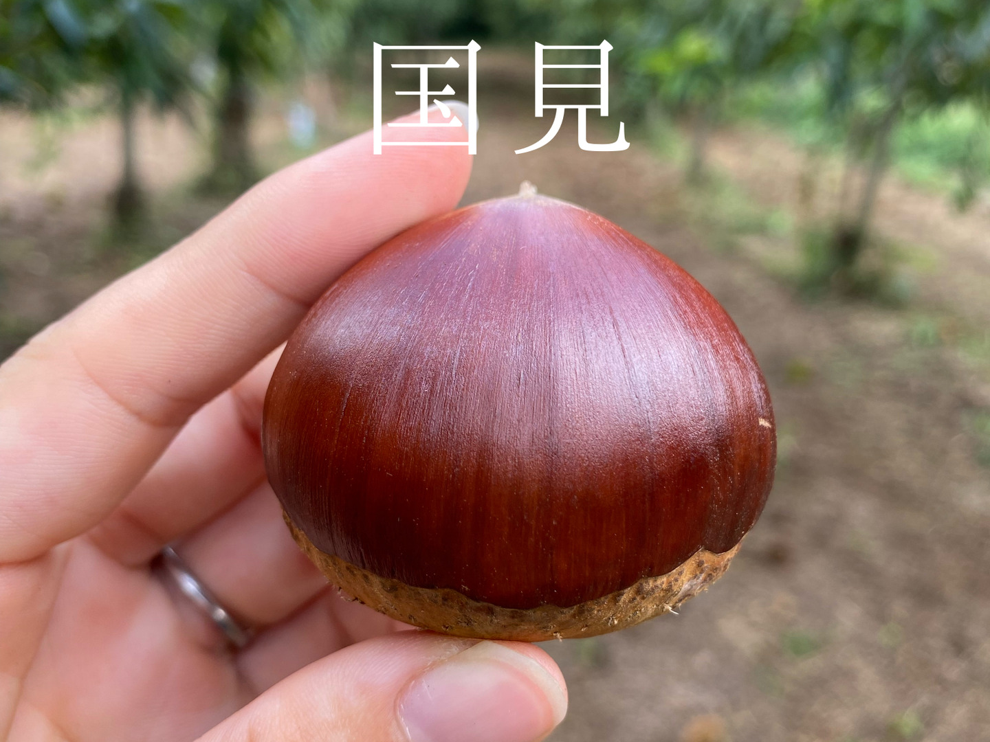 アリリ様　栗　2キロ 国見栗】びっくりな大きさ！2Lサイズ以上無選別国見栗（2kg）：茨城県