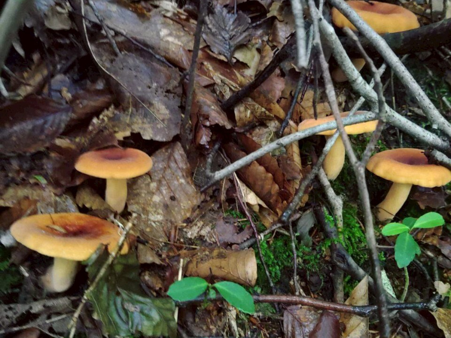 天然茸】乳茸/チチタケ/チタケ/乳色のエキス濃厚な出汁/500g【無選別