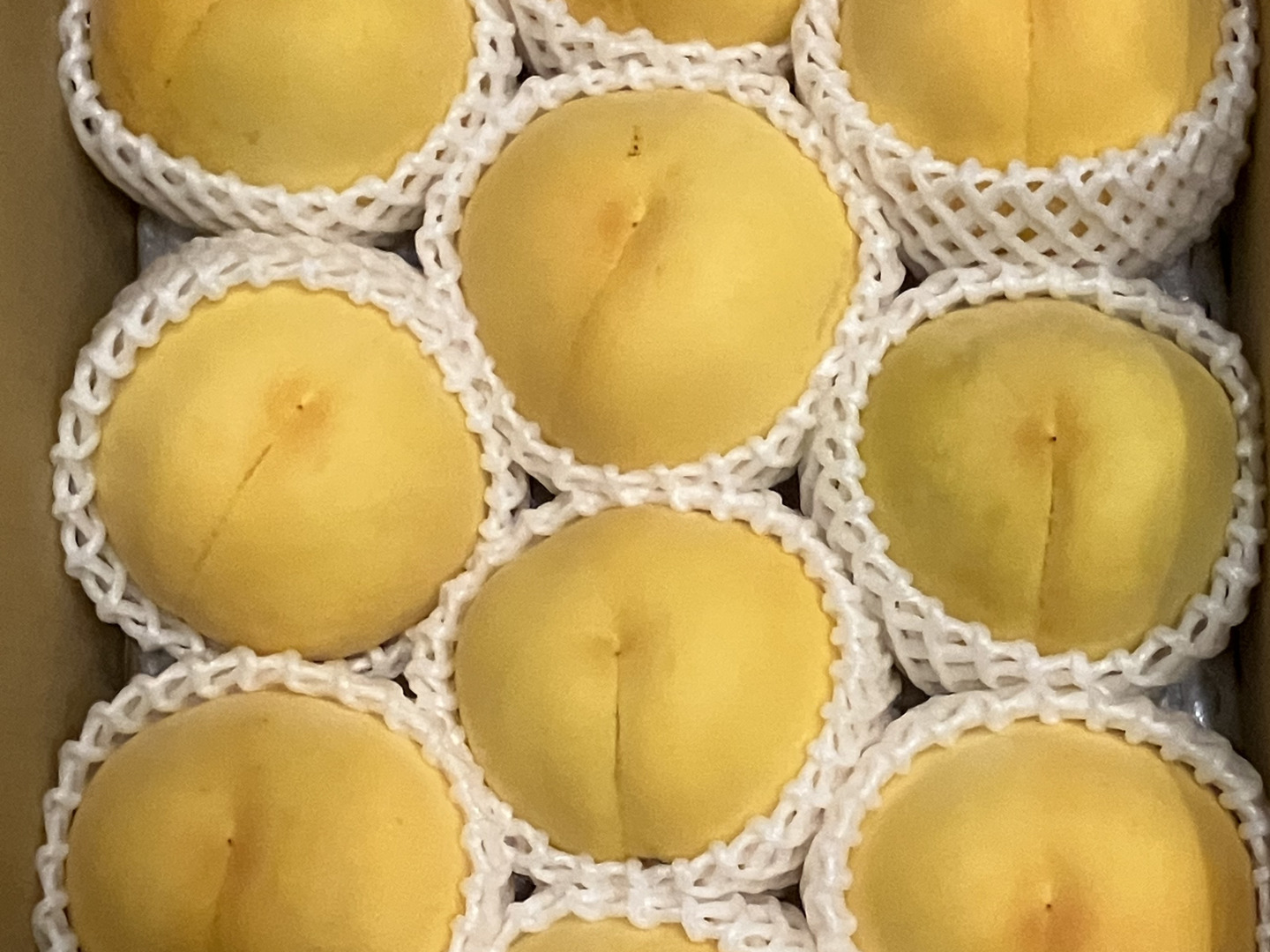 ゴールデンピーチ（9月下旬お届け）【わけあり家庭用 3kg】とろける