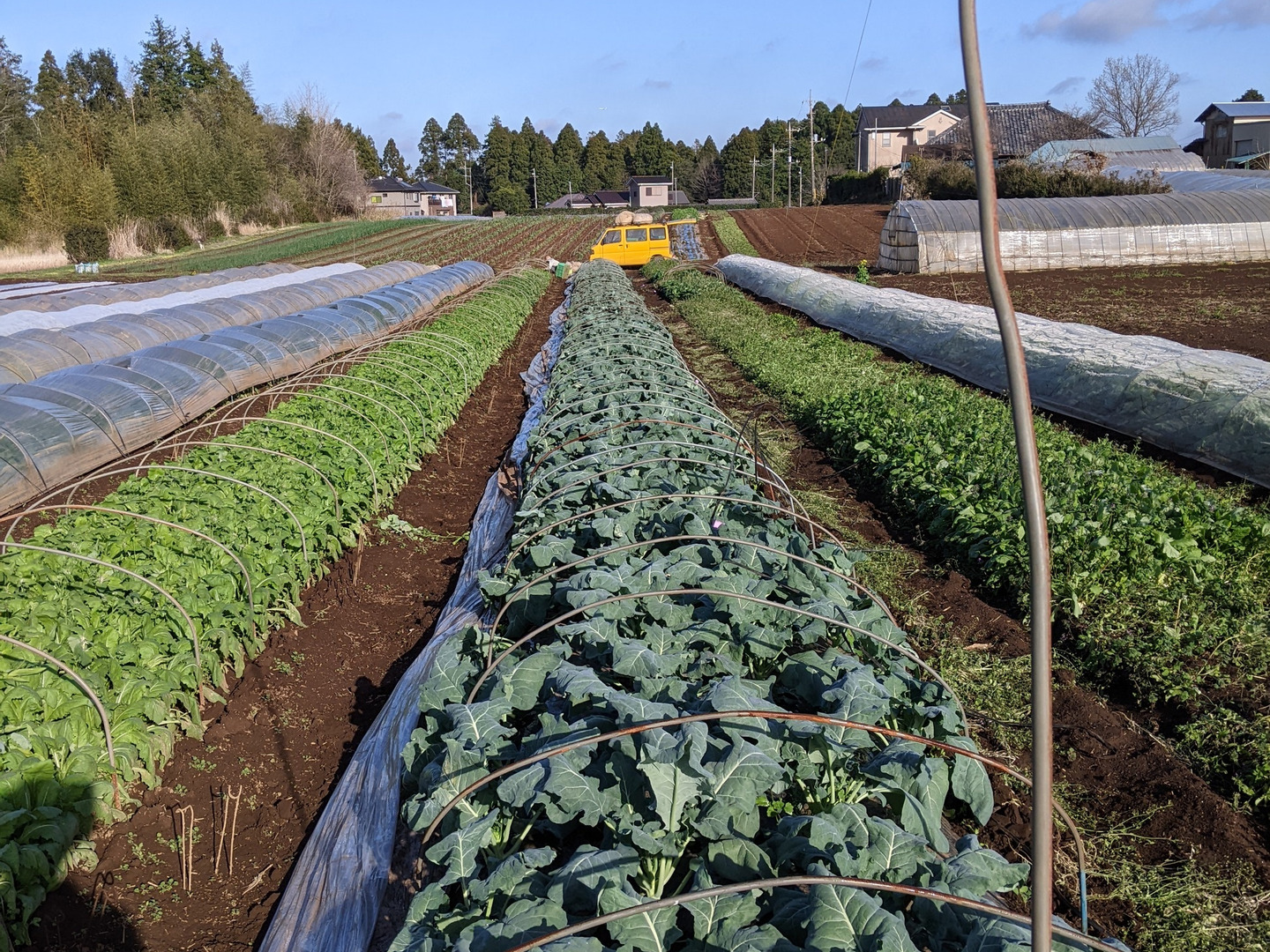 旬の野菜セット7品目 農薬：栽培期間中不使用：千葉県産の野菜
