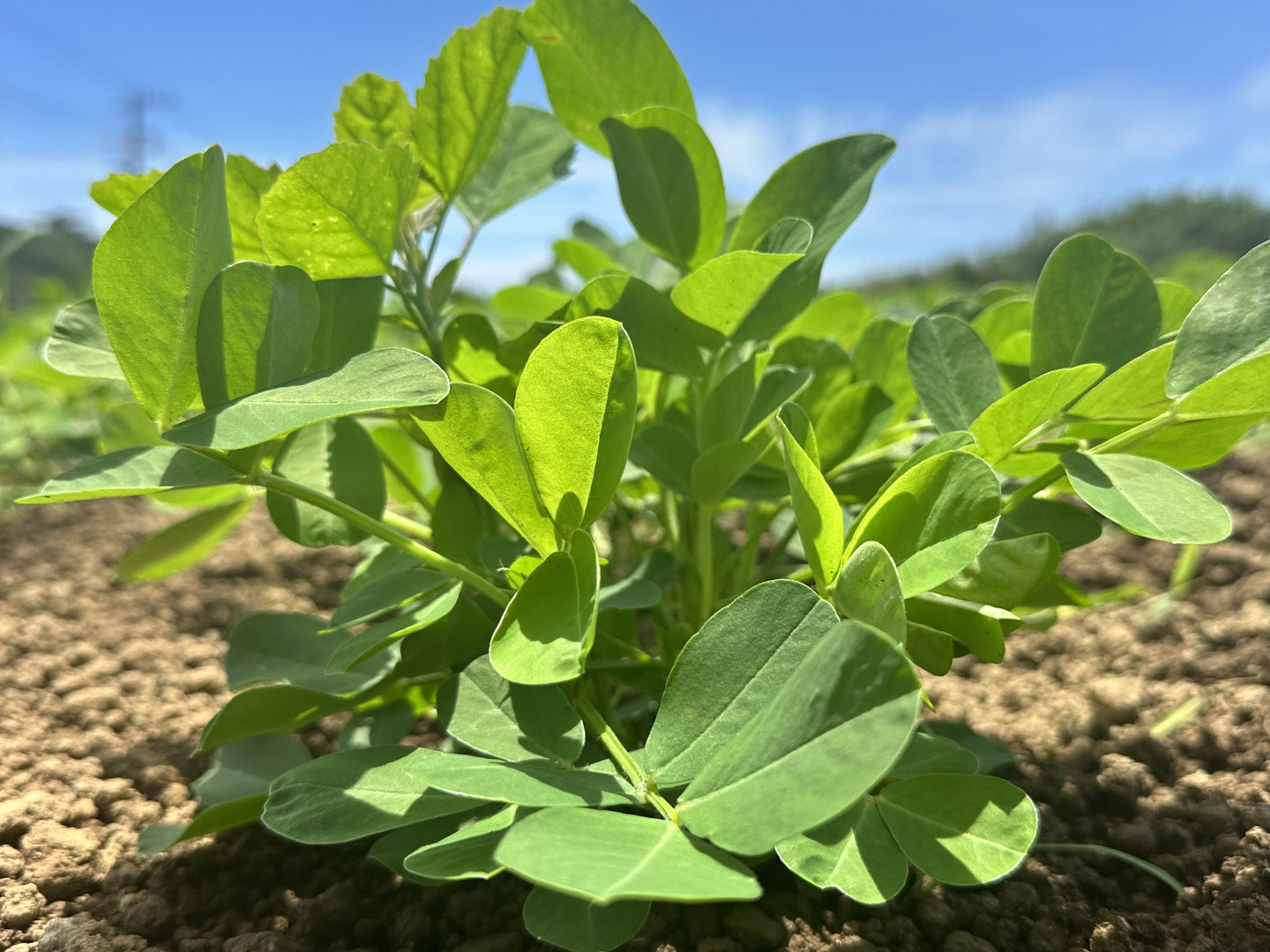 千葉県産 生落花 ジャンボ落花生！おおまさり 5キロ ⭐️酢
