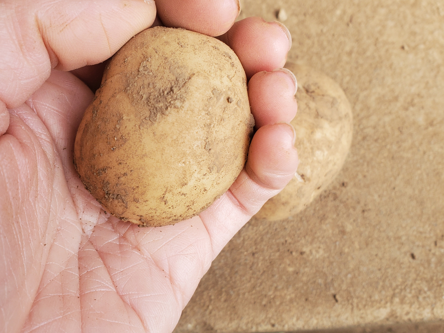 五島列島の元気な新じゃがいも！ 旨味たっぷりデジマ 2kg：長崎