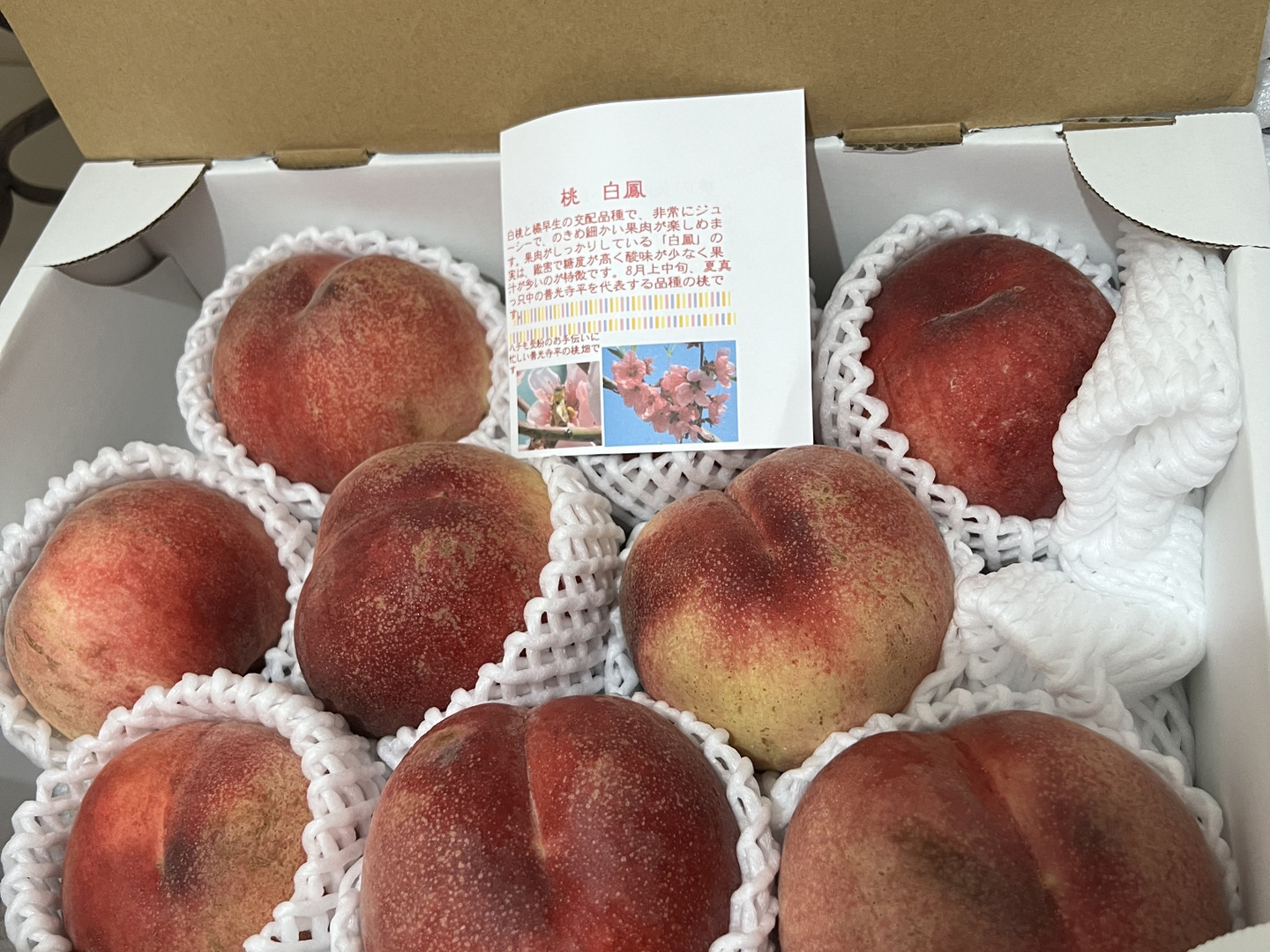 白鳳 夏の桃の定番 ご好評販売中 家庭専用・訳あり 2.8キロ前後 11から