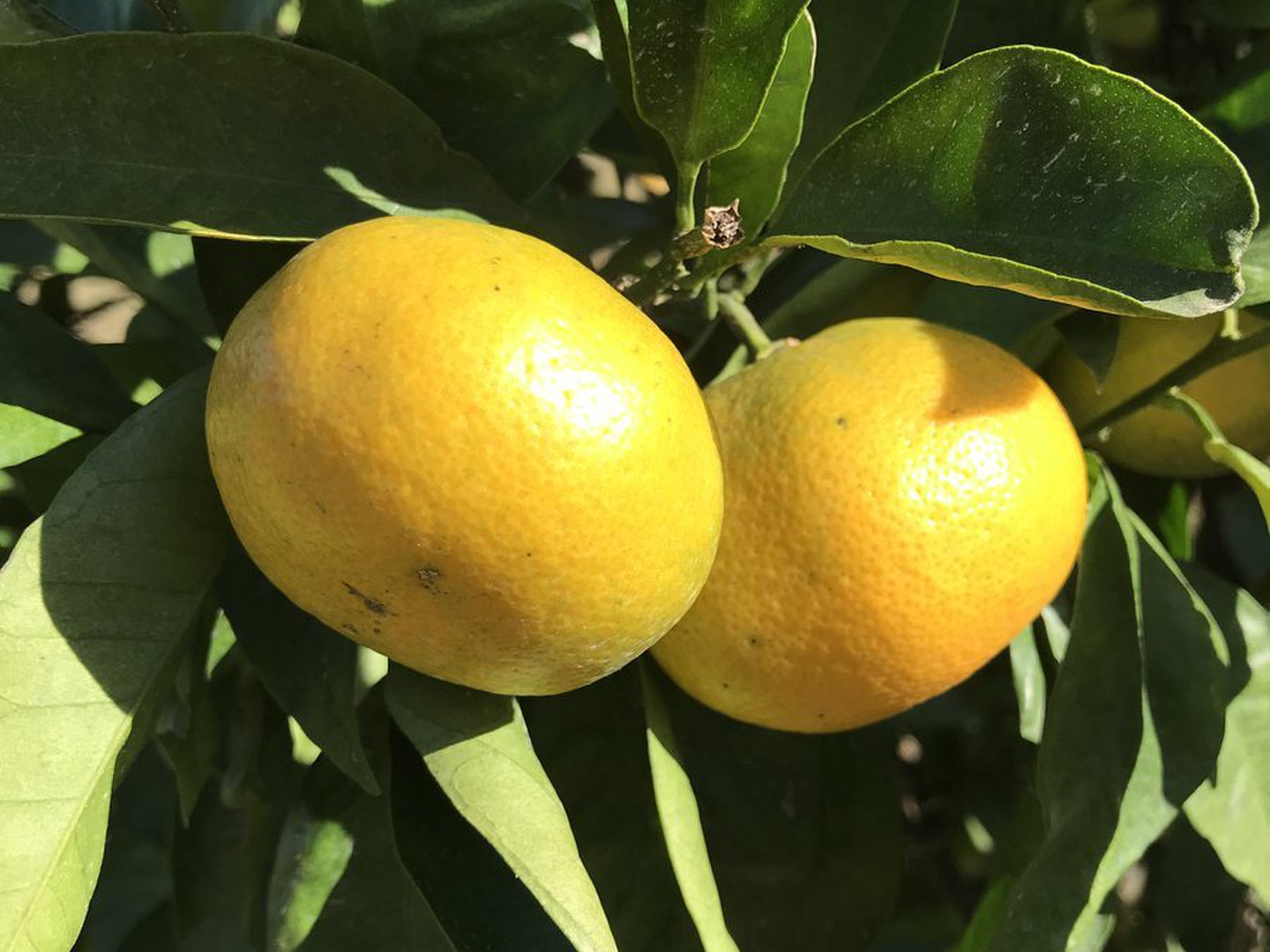 s1さま専用出品 日南N1 極早生 新5年生 9号 27cm ポリポット入り みやざきブランド推進本部：マルチ日南1号