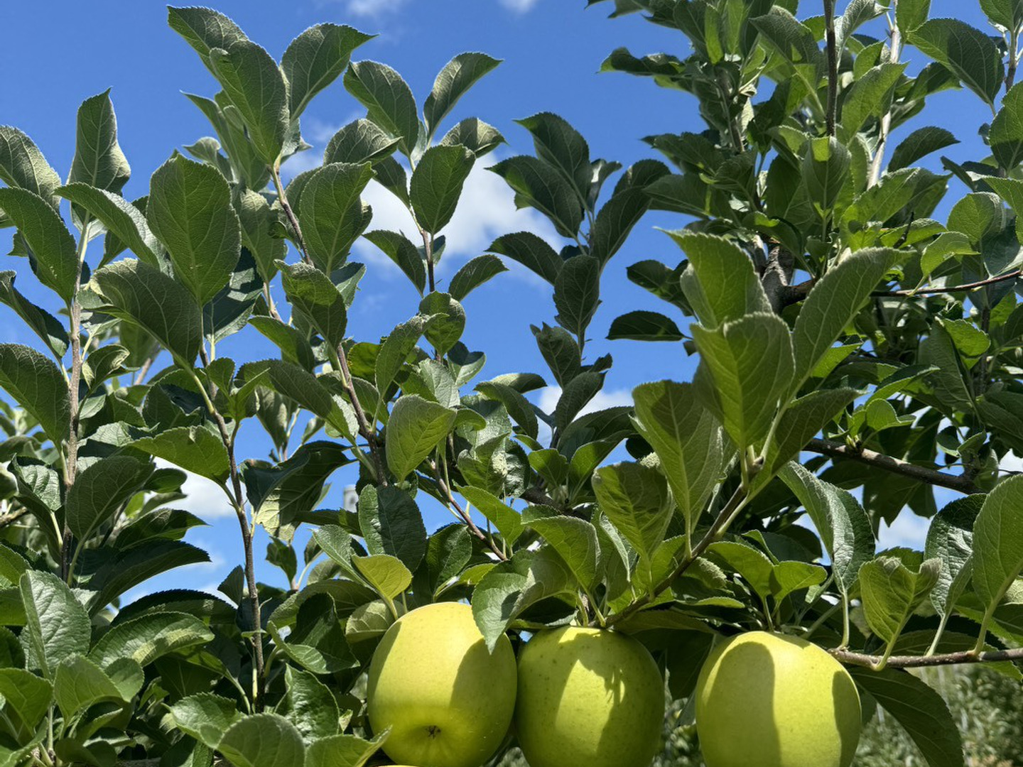 りんりんゆうえんち 東京プレイシング商会 りんりんゆうえんち 外箱付き | ブリキの