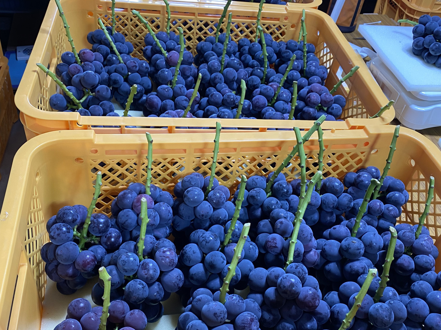 岡山県産✨食べ比べセット😋オーロラブラック&ニューピオーネ🍇4